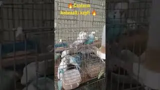 canların kahvaaltı keyfi 🔥
