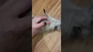 Вечерние ласки с Пряником🥰 #сурикат #животные #аnimals