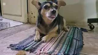 Barulho de cachorro comendo!!! #shortvideo #memes #tbtdehoje #happy #asmrsounds #asmrvideo