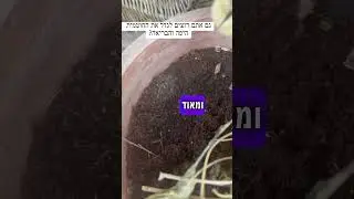 חוטמית זיפנית (alcea), צמח מרפא מופלא ולמה כדאי לכם לגדל אותה #wildplants #alcea #חוטמית #צמחימרפא