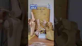 SHOLAWAT  CANOSSA HOSPITAL- FOOT & ANKLE . TKW HONG KONG. 