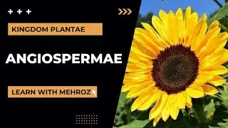 Ch#9 Lec#16 Angiosperm charactristics || Angiosperm life cycle in Urdu Hindi By Mehroz