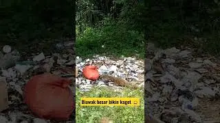 Biawak besar bikin kaget #shorts #short #hewan #binatang