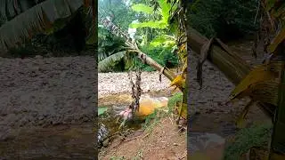 Brazilian Nature - Relaxing on the riverside