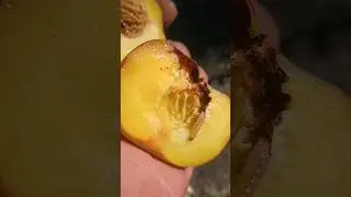 Wormy peaches.