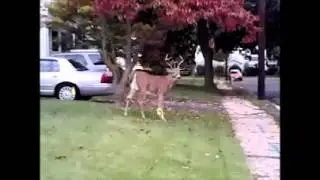 Animals in the city