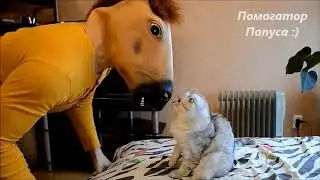 Кот говорит: мой хозяин - идиот!