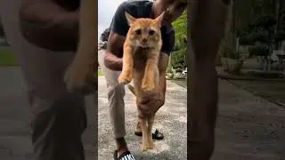 the power of oyeen #catlover #funnyanimal #simeong #funnycat #funny #kucing