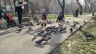 Галубой купаладаги капутарлар
