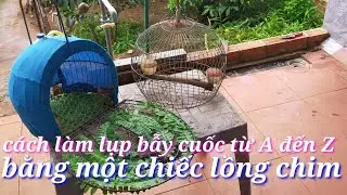 Cách làm lụp bẫy chim cuốc bằng lồng chim từ A đến Z