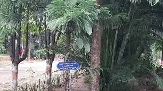 Trees with scientific name