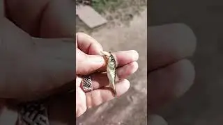 Колюшка Невская рыбка(не путать с корюшкой😉)