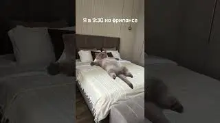 #таргетолог #обучениетаргету #юмор #таргетвк