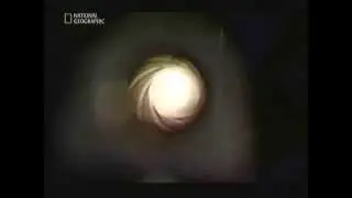 Основы стрелкового оружия