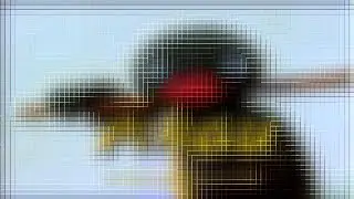 Pingu Outro in 4ormulator V51