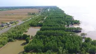 Eroding mangrove belt at Khanh Hoi, T29.1, Ca Mau (15/01/2018)