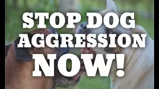 How to STOP dog aggression now! America's Canine Educator works with aggressive pit bull terriers