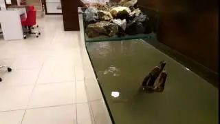 Şelale sistemli akvaryumumuz.