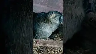 Огромная Крыса 