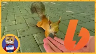 Стань спонсором канала! Скоро новое видео про спасение котёнка!