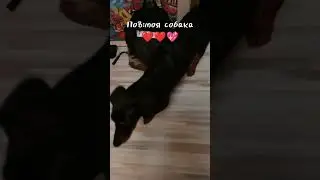 пов:моя собака часть 4 #рек