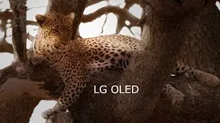 ▶ LG OLED 8K 📺