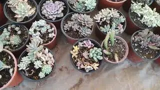 Üretim serasını biraz dolaşalım mi? bahara şahane türler geliyor 🤩🥰🥰🤗
