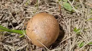 Грибные места Совиного Дола и коварный кот