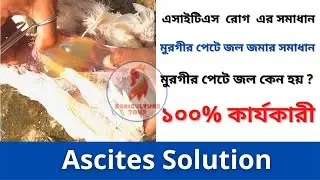 Ascites Solution of Poultry Birds | Agriculture Tour