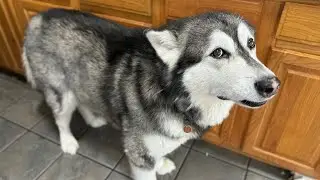 Tonka's Playful Puppy Spirit Lands Him In Trouble And Leads To A Visit To His Vet! #vetvisit #husky