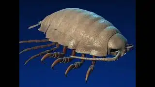 Isopod