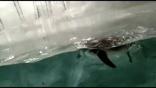 Fish Swimming pond amazing swimming watch you guys