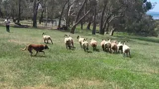 the dog🐶 is chasing the sheep🐑
