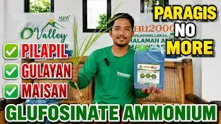 Ano ba ang Glufosinate Ammonium Herbicide |  Mabisang Pamatay Damo tulad Ng Paragis at iba pa
