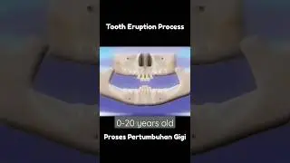 Tooth Eruption Process || Proses Pertumbuhan Gigi 