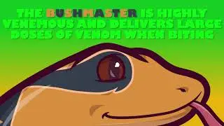 Friends of Rio - Amazon Rainforest Learning Series - Bushmaster