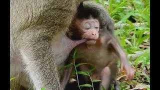Look to Polly Greed Sucking Like Brother Sweetpea| Mother Popeye has a lot milk enough for Baby.
