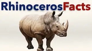 Rhinoceros Facts