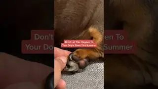 Don't Let This Happen To Your Dog's Paws This Summer 