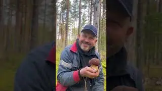 Боровики Карелии 9.09.2023