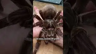 Conheça as maiores aranhas do mundo