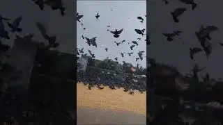 Pigeons feeding