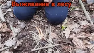 Выживание в лесу