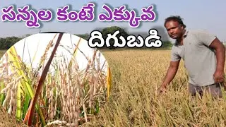 high yielding paddy farming in telugu/ 35- 40 క్వింటాల్ దిగుబడి