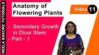 Anatomy of Flowering Plants | NEET | Secondary Growth in Dicot Stem - Part 1 | Neela Bakore Tutorial