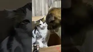 Don't Even Try It meme. #memes #pets