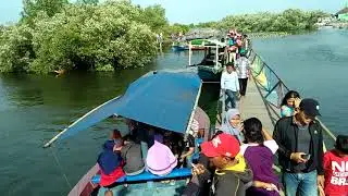 Masih perawan. Wisata mangrove, jembatan cinta, muara tawar, bekasi.