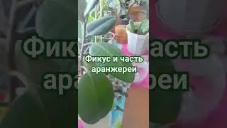 Фикус и часть аранжереи🌱 Сейчас он по высоте 50см. #армавиртелеремонт #ремонтled #армавир#ремонт_led