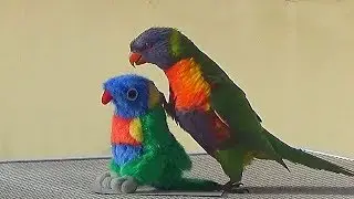 Rainbow Lorikeet Meets a Toy Lookalike - How He Reacted