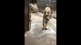 Tigers enter the cage